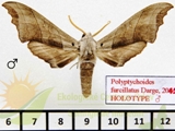 Polyptychoides furcillatus